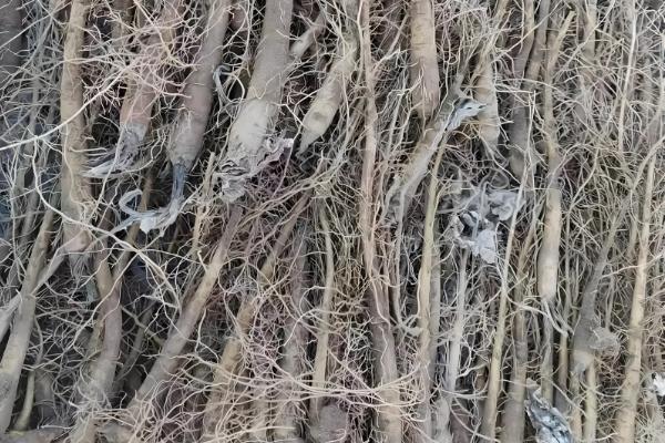 云香花的简介,属于草本植物,花朵呈淡黄色