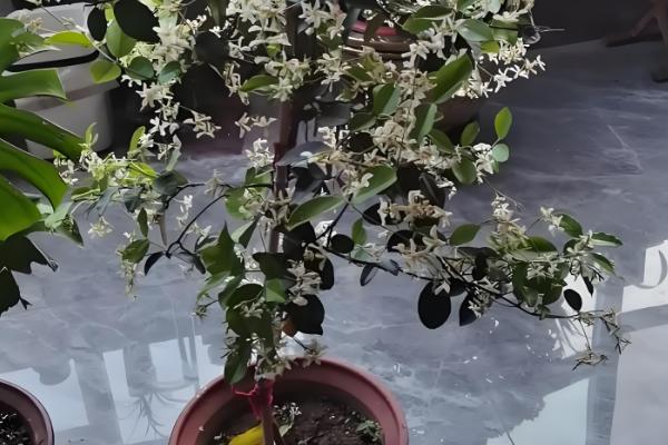 云香花的简介,属于草本植物,花朵呈淡黄色