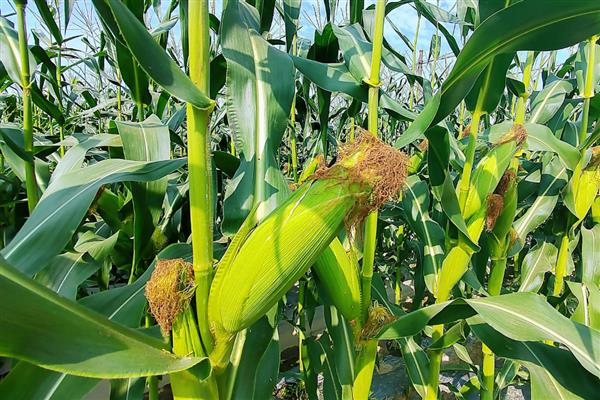 散射光照的含义，指阳光照射窗户等地方发射出来的光线