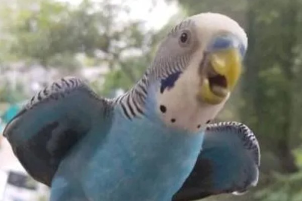 虎皮鹦鹉的叫声含义,不同的叫声代表不同的含义