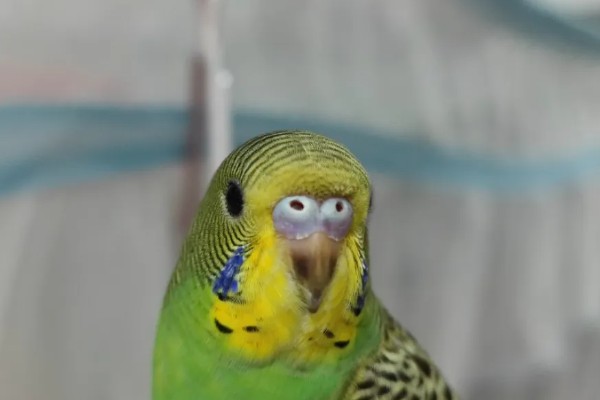 虎皮鹦鹉的叫声含义,不同的叫声代表不同的含义