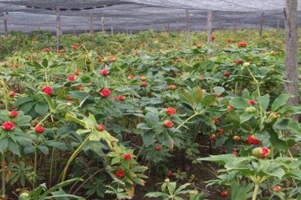 重楼的种植方法,适合生长在温暖的环境中