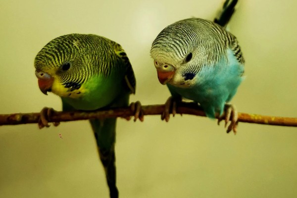 虎皮鹦鹉的叫声含义,不同的叫声代表不同的含义