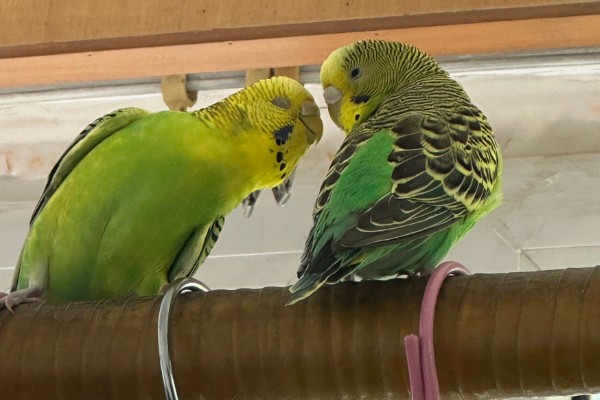 虎皮鹦鹉的叫声含义,不同的叫声代表不同的含义