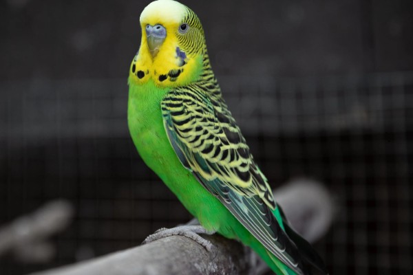 虎皮鹦鹉的叫声含义,不同的叫声代表不同的含义