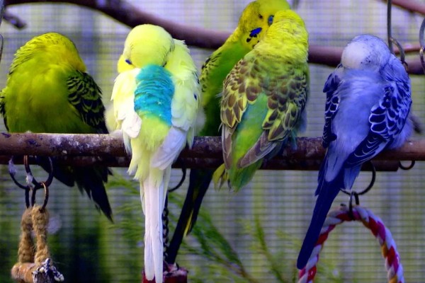 虎皮鹦鹉的叫声含义,不同的叫声代表不同的含义