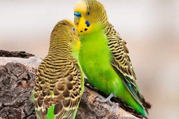 虎皮鹦鹉的叫声含义,不同的叫声代表不同的含义