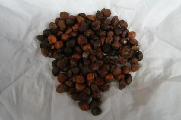 重楼的种植方法,适合生长在温暖的环境中