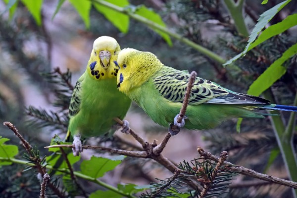 虎皮鹦鹉的叫声含义,不同的叫声代表不同的含义
