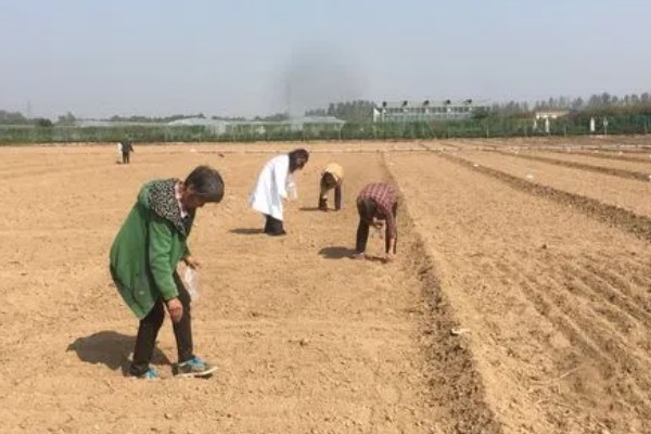 重楼的种植方法,适合生长在温暖的环境中