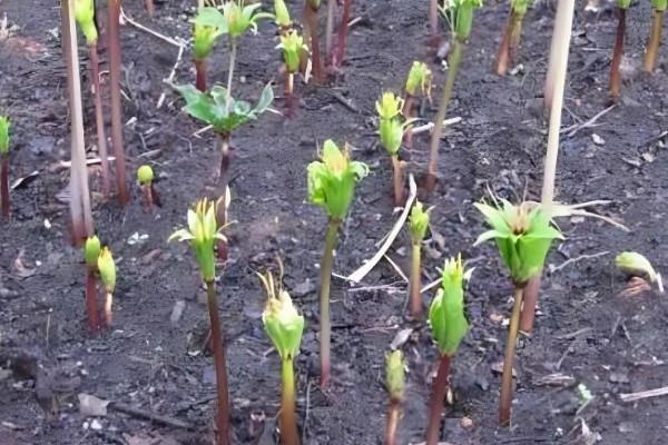 重楼的种植方法,适合生长在温暖的环境中