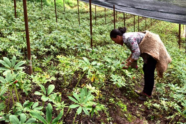 重楼的种植方法,适合生长在温暖的环境中