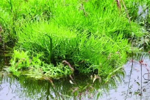 水蕨的作用，可供观赏还能净化空气