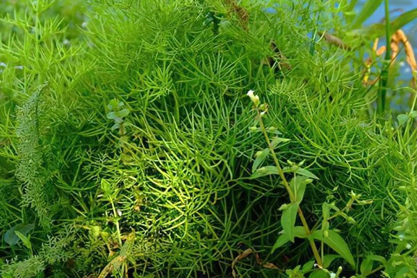 水蕨的作用，可供观赏还能净化空气