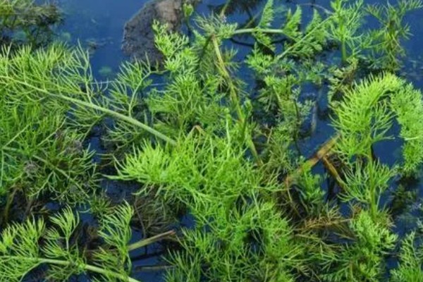 水蕨的作用，可供观赏还能净化空气