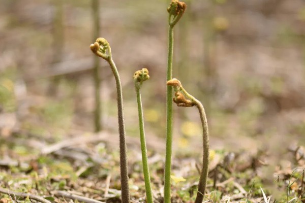 水蕨的作用，可供观赏还能净化空气