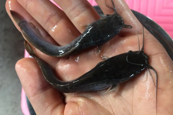 八胡鲶鱼苗要如何投放,一定要把鱼苗按大小分级