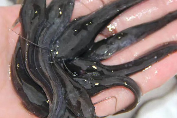 八胡鲶鱼苗要如何投放,一定要把鱼苗按大小分级