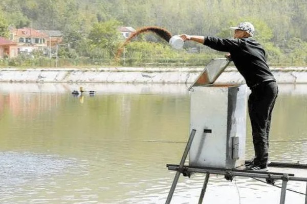 八胡鲶鱼苗要如何投放,一定要把鱼苗按大小分级