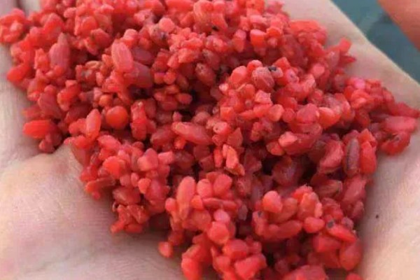 冬季用什么酒米打窝，可用麝香酒米或中药酒米打