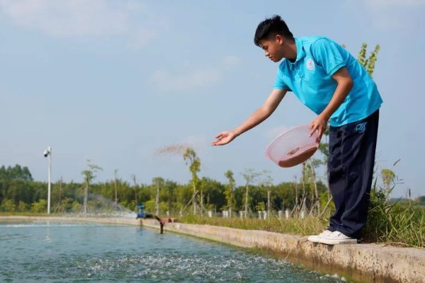 八胡鲶鱼苗要如何投放,一定要把鱼苗按大小分级