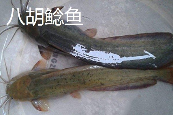 八胡鲶鱼苗要如何投放,一定要把鱼苗按大小分级