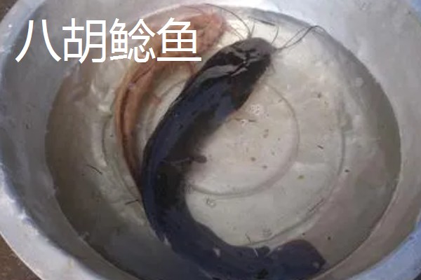 八胡鲶鱼苗要如何投放,一定要把鱼苗按大小分级