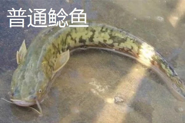 八胡鲶鱼苗要如何投放,一定要把鱼苗按大小分级