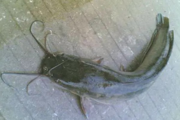 八胡鲶鱼苗要如何投放,一定要把鱼苗按大小分级