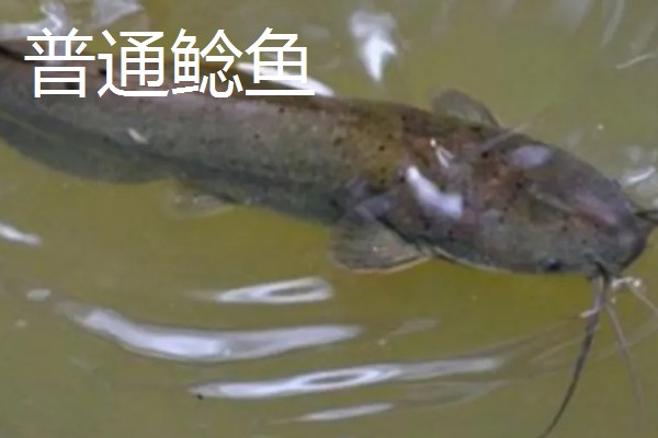 八胡鲶鱼苗要如何投放,一定要把鱼苗按大小分级