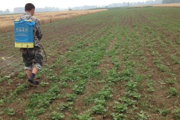 中药材除草剂的使用方法,使用苗前除草剂要进行土攘封闭处理