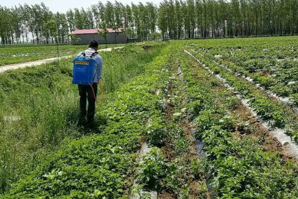 中药材除草剂的使用方法,使用苗前除草剂要进行土攘封闭处理
