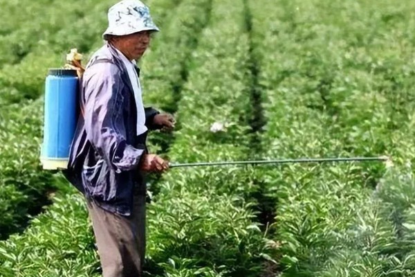 中药材除草剂的使用方法,使用苗前除草剂要进行土攘封闭处理