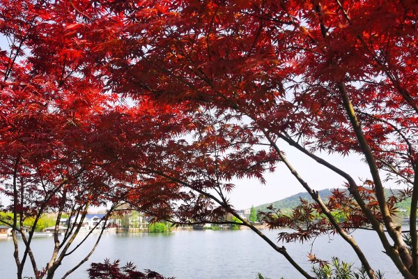 武汉看枫叶的地方有哪些，东湖就可以看枫叶