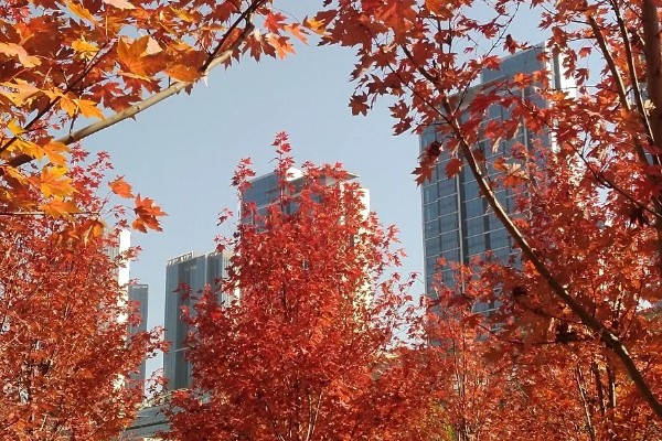 武汉看枫叶的地方有哪些，东湖就可以看枫叶