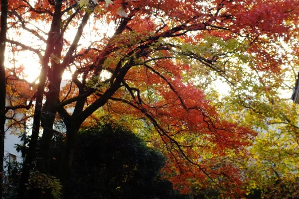 武汉看枫叶的地方有哪些，东湖就可以看枫叶