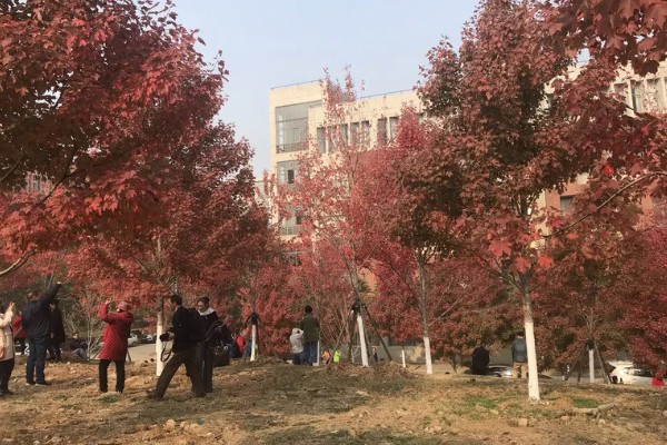 武汉看枫叶的地方有哪些，东湖就可以看枫叶