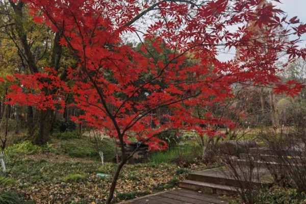 武汉看枫叶的地方有哪些，东湖就可以看枫叶