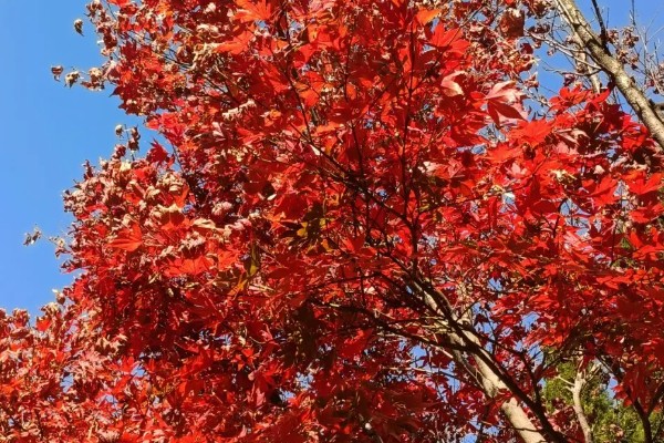 武汉看枫叶的地方有哪些，东湖就可以看枫叶