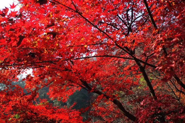 武汉看枫叶的地方有哪些，东湖就可以看枫叶