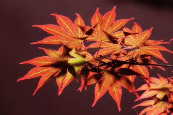 武汉看枫叶的地方有哪些，东湖就可以看枫叶