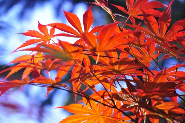 武汉看枫叶的地方有哪些，东湖就可以看枫叶