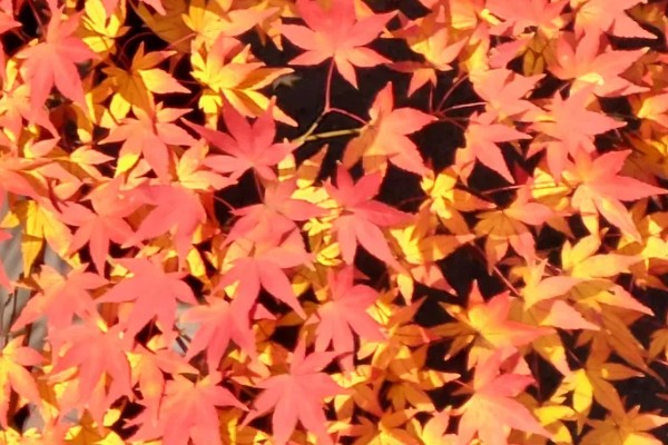 武汉看枫叶的地方有哪些，东湖就可以看枫叶