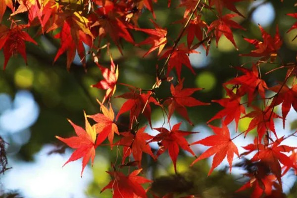 武汉看枫叶的地方有哪些，东湖就可以看枫叶