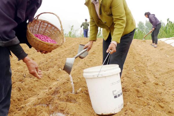 花生的亩产量，一般在300kg左右