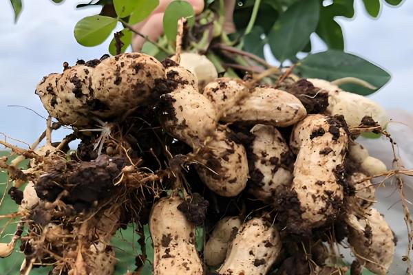 花生的亩产量，一般在300kg左右