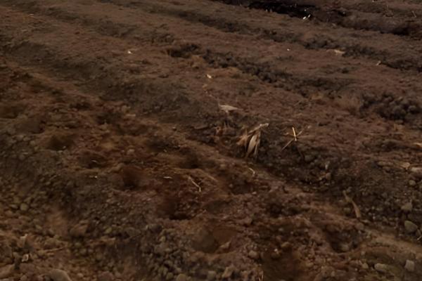 花生的亩产量，一般在300kg左右