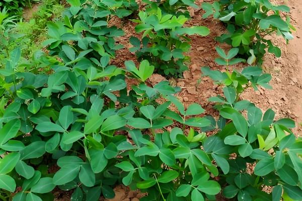 花生的亩产量，一般在300kg左右