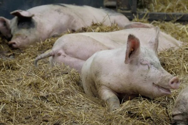 如何计算猪的毛重,需根据营养情况来确定它的系数