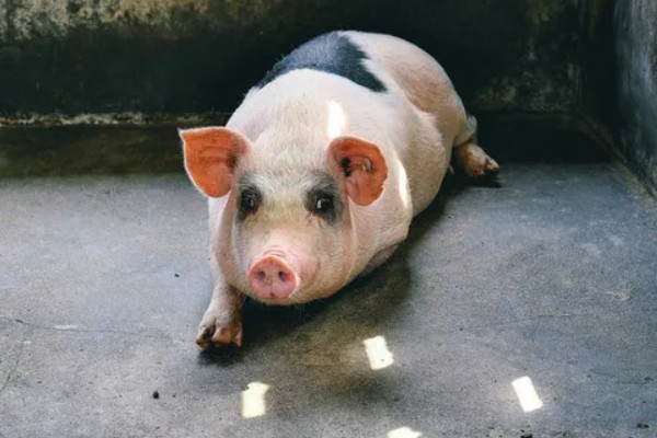 如何计算猪的毛重,需根据营养情况来确定它的系数